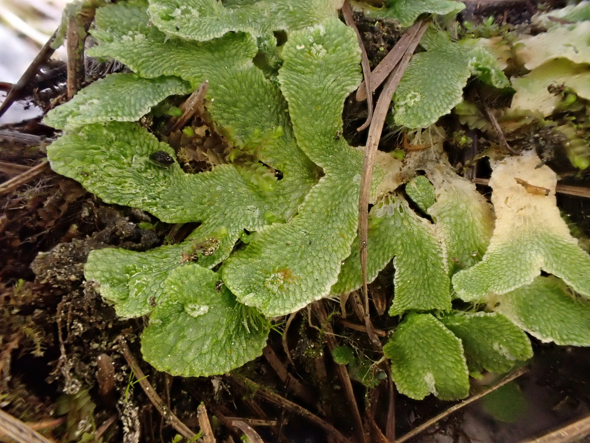 Sauteria alpina