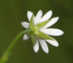 Stellaria discolor