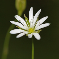 Stellaria discolor