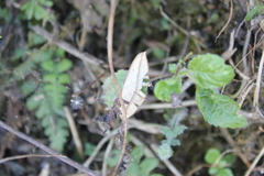 Timandra convectaria