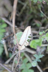 Timandra convectaria