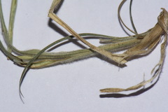 Bromus brevis