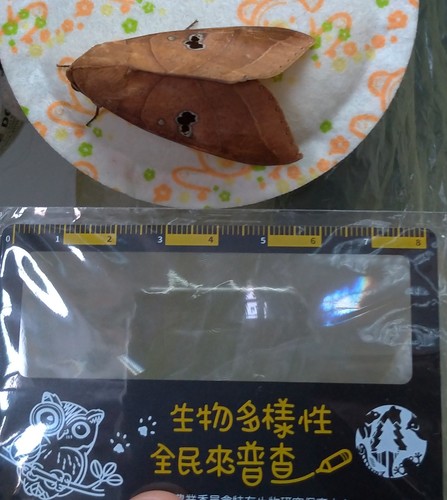 Yellow Underwing