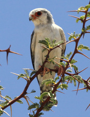 Polihierax semitorquatus