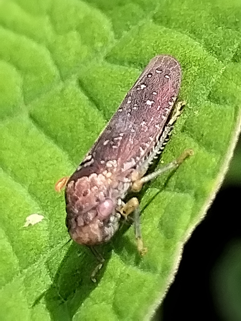 Paraulacizes figurata