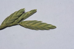 Bromus brevis