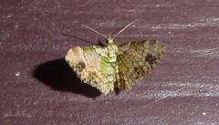 Chloroclystis sphragitis