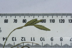 Bromus brevis