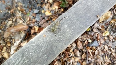 Hexatricha pulverulenta