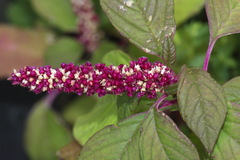 Amaranthus caudatus