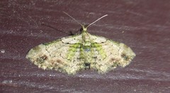 Chloroclystis sphragitis