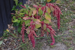Amaranthus caudatus