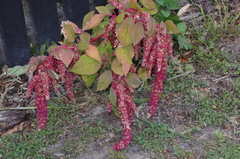 Amaranthus caudatus