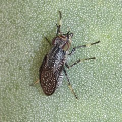 Stictomyia longicornis