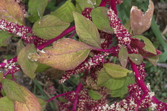 Amaranthus caudatus