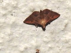 Endotricha theonalis