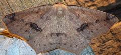 Antepione thisoaria