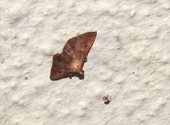 Endotricha theonalis