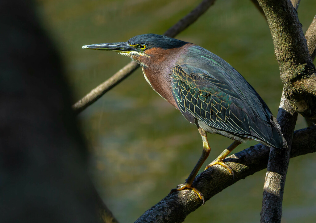 Green Heron from Villahermosa, Tab., México on February 16, 2023 at 11: ...