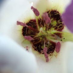 Calochortus catalinae