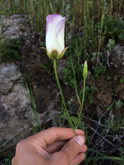 Calochortus catalinae