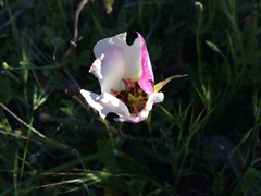 Calochortus catalinae