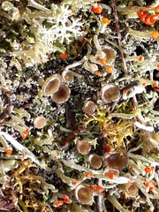 Cladonia confusa