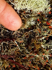 Cladonia confusa