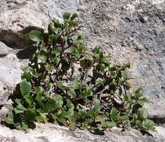 Rhamnus pumila