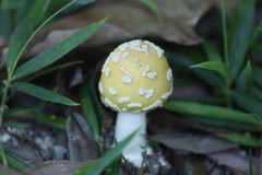 ウスキテングタケ