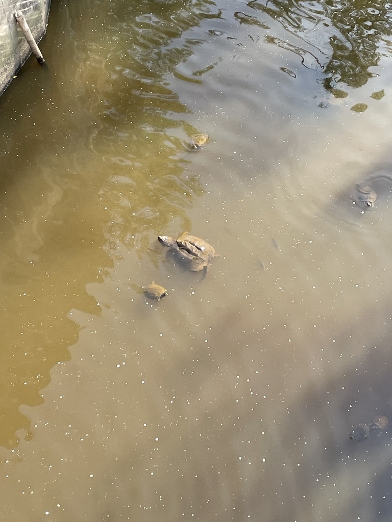 Common Snapping Turtle from Washington Duke Inn & Golf Club, Durham, NC
