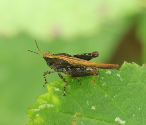 Slender Groundhopper, photo 3 of 10