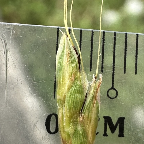 Ischaemum indicum iNat (2)
