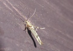 Stathmopoda plumbiflua