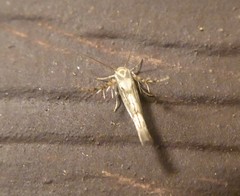 Stathmopoda plumbiflua