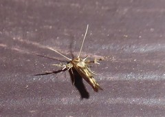Stathmopoda plumbiflua