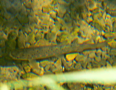 Salmo trutta fario