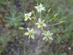 Muilla maritima