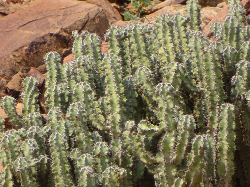 Image of Euphorbia virosa by (c) Shaun Swanepoel, some rights reserved (CC BY)