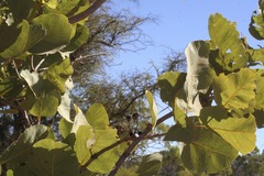 Terminalia platyphylla