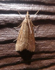 Eudonia octophora