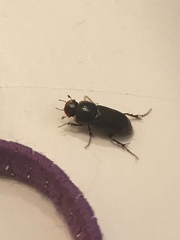 Acrossidius tasmaniae