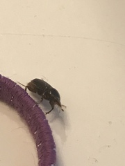 Acrossidius tasmaniae