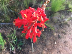 Tritoniopsis burchellii