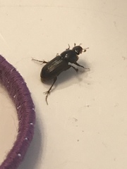 Acrossidius tasmaniae