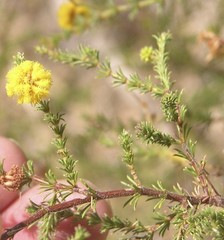 Acacia asperulacea