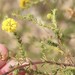 Acacia asperulacea - Photo (c) Ian McMaster, some rights reserved (CC BY-NC), uploaded by Ian McMaster