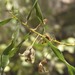 Acacia helicophylla - Photo (c) Ian McMaster, alguns direitos reservados (CC BY-NC), uploaded by Ian McMaster