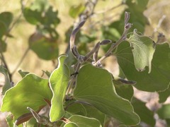 Acacia humifusa