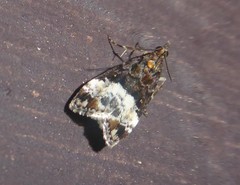 Scoparia minusculalis